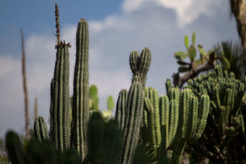 Have an Amusing Afternoon in the Cactus Garden