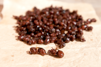 Mercado Municipal de Pahuatlán