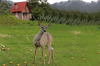 Cabañas Venaventura