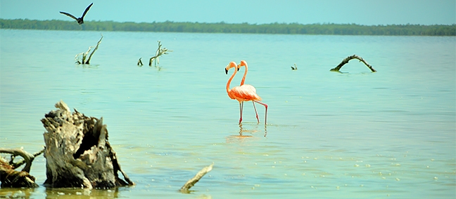 Isla-Pájaros-Holbox-Quintana Roo