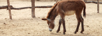 Ride a Donkey