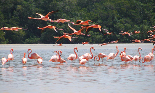 Ría-Celestún-Yucatán-Flamencos-rosas-río