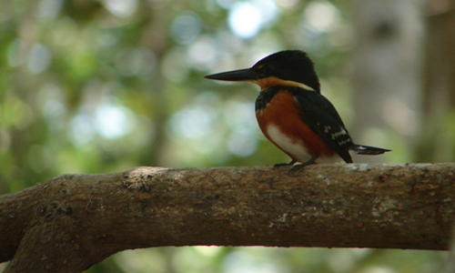 Ría-Celestún-Yucatán-aves-reserva