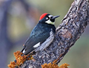 Observación de aves