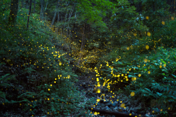 Visit the Firefly Sanctuary