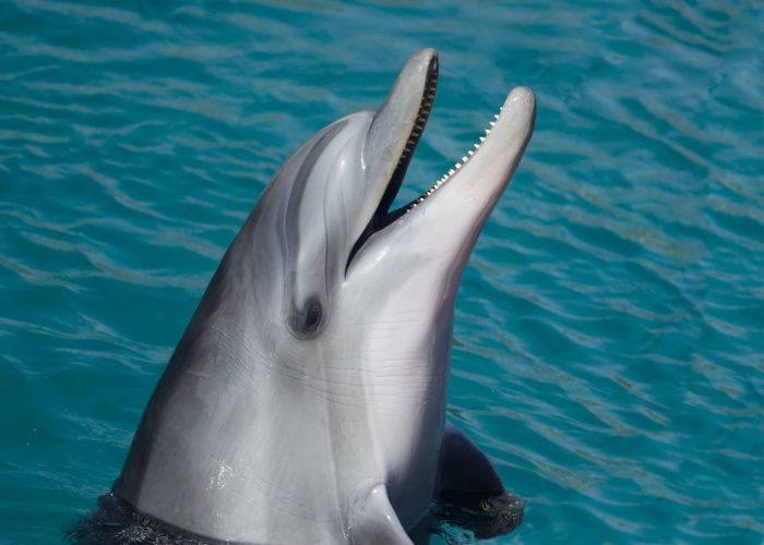 Nado con Delfines
