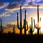 Desierto de Sonora-emblema-Cactus