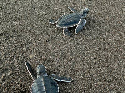 Liberación de tortugas-Punta de Mita-playa-conservación-Nayarit-tortuga-arena