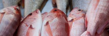 Fish Fair