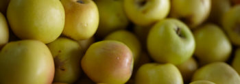Apple and Begonia Festival