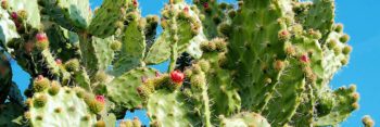 Prickly Pear Festival