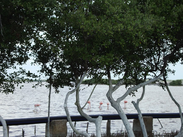 El-palmar-yucatan-Sisal-Flamingos