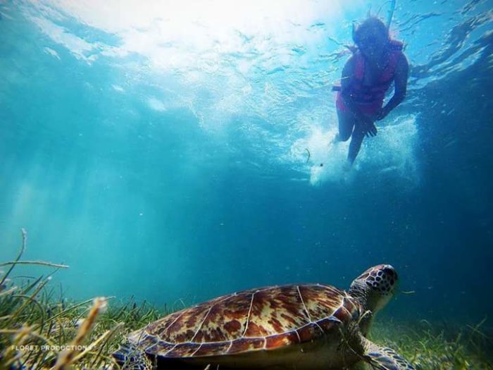 Snorquel en Sisal-tortuga-Yucatan