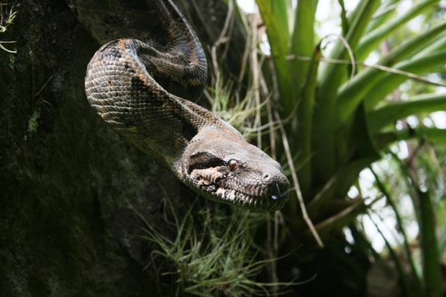 Parque Ecologico Macuiltepetl-Xalapa-serpiente