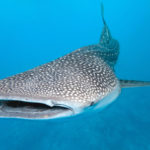 Tiburon ballena en Quintana Roo