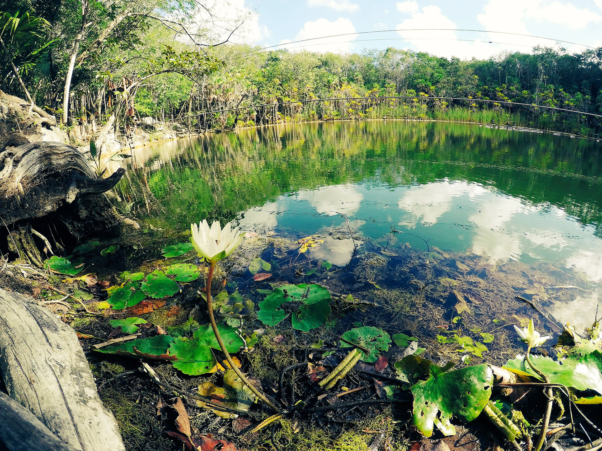 Las mojarras