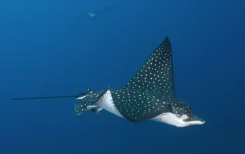 Dive at Cantarel Reef