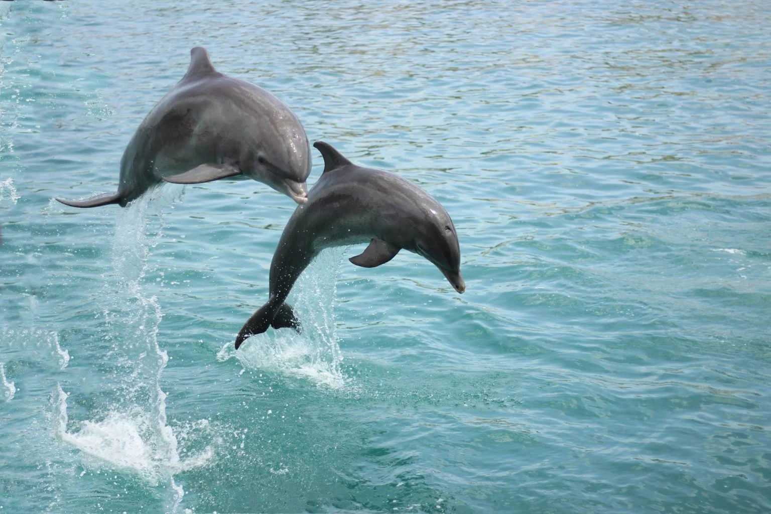 Dolphin Discovery Costa Maya