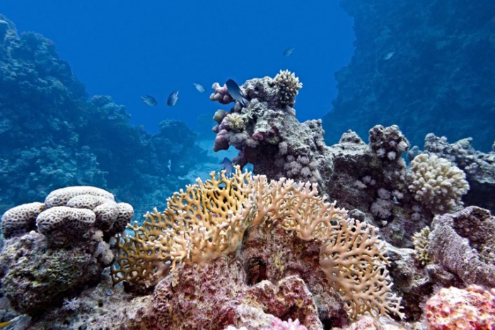 the great mayan reef