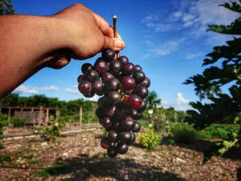 Viñedo Viveros: Exploring Wine Production in Quintana Roo