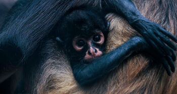 Akumal Monkey Sanctuary & Rescued Animals