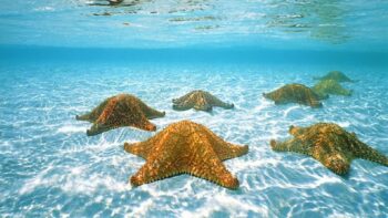 El Cielo and its Sea Stars