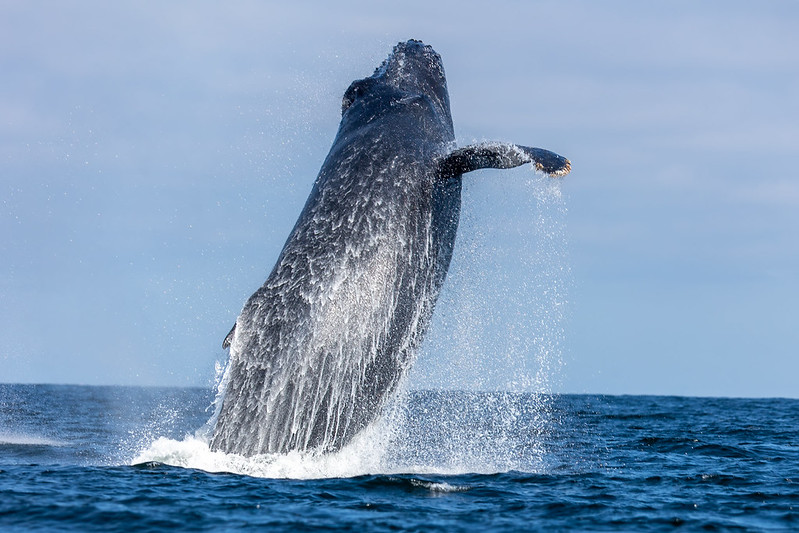 The Humpback Whale (Megaptera novaeangliae)