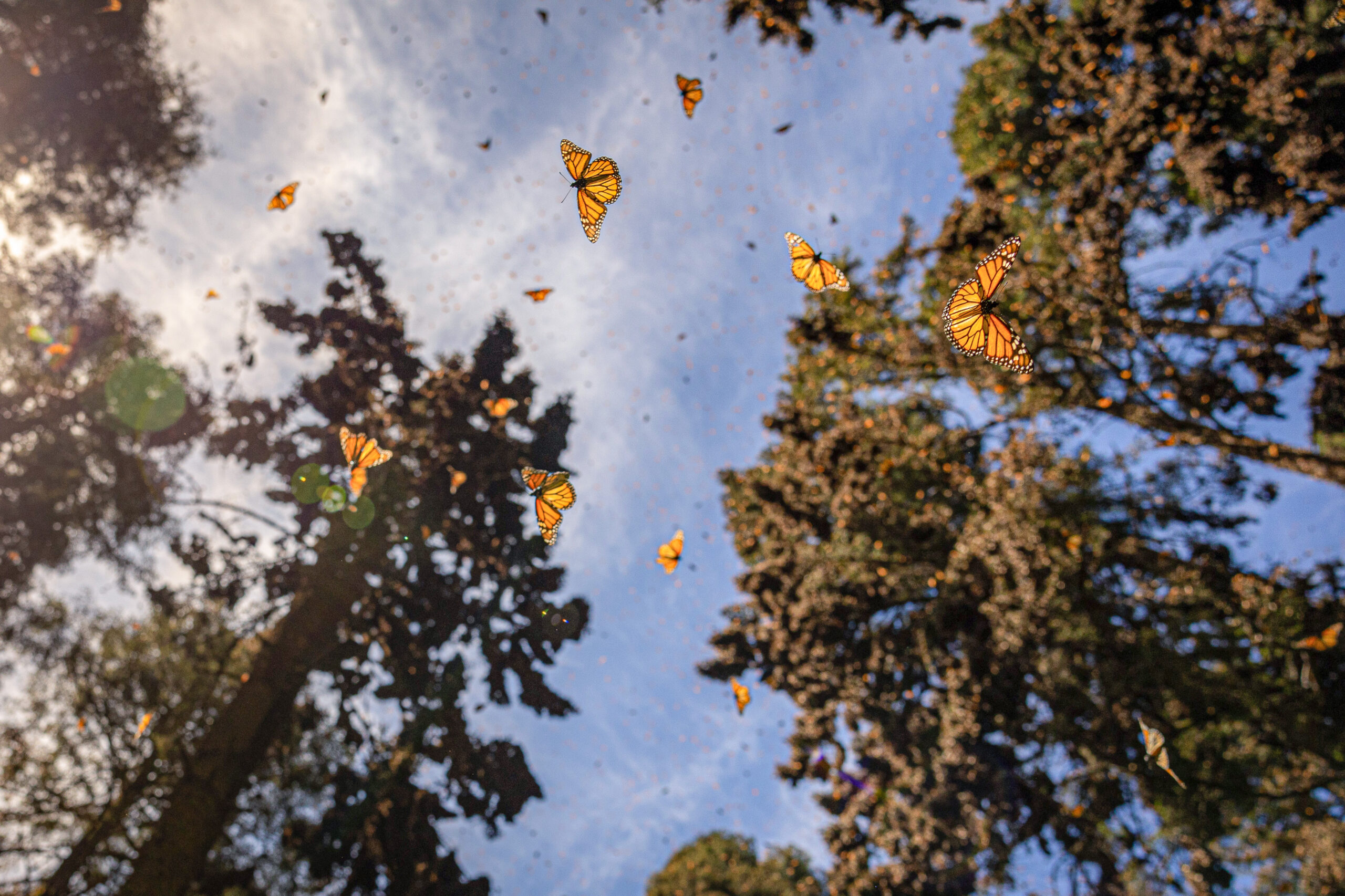 Monarch Butterfly Season