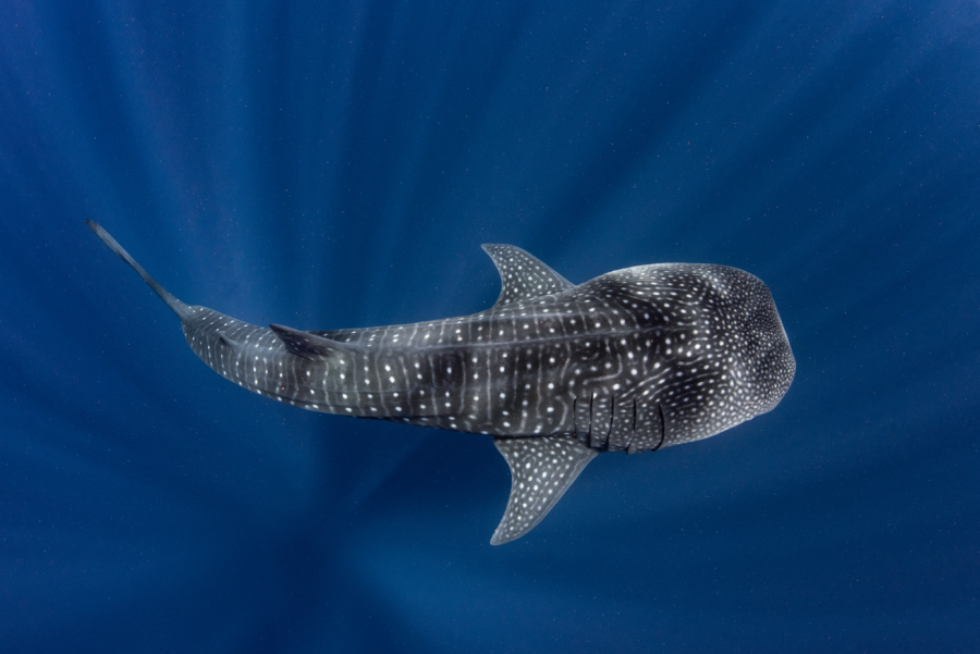 Whale Shark