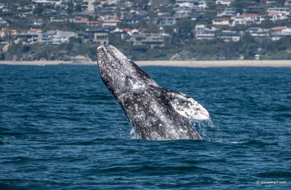 The Gray Whale (Eschrichtius robustus): 