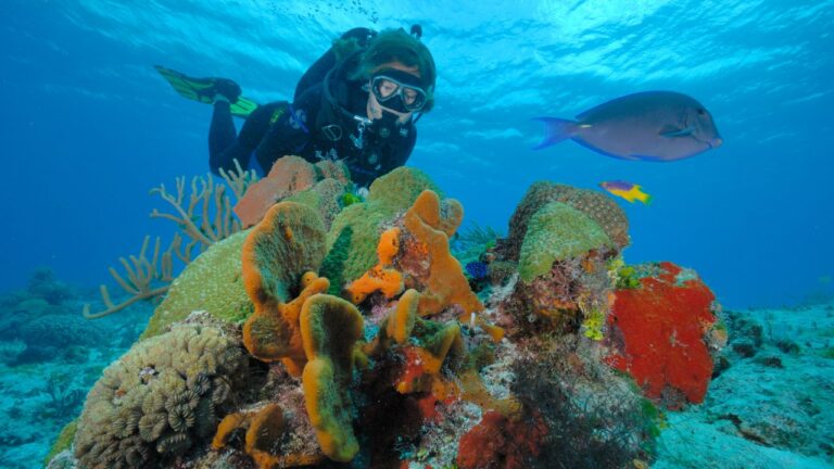 Diving in Cozumel: The Kingdom of Glass and Coral