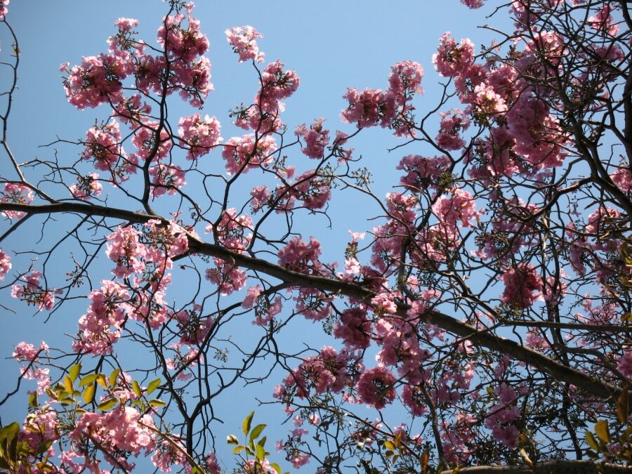 Mexico’s Palo de Rosa Season