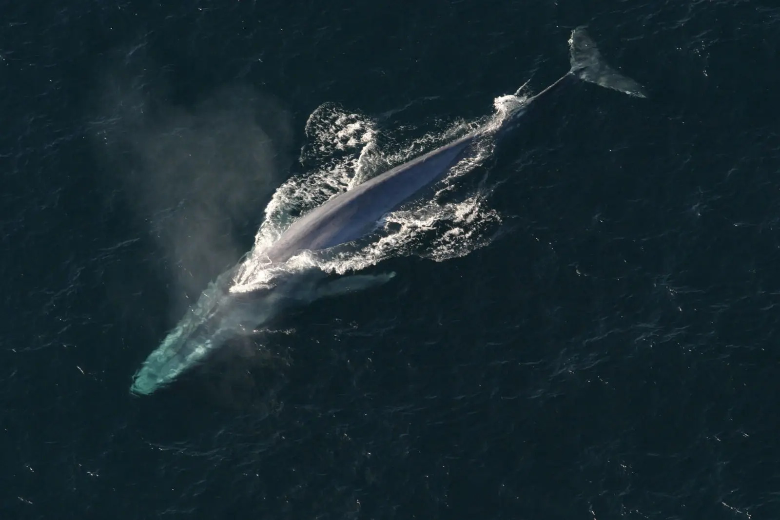 The Blue Whale (Balaenoptera musculus)