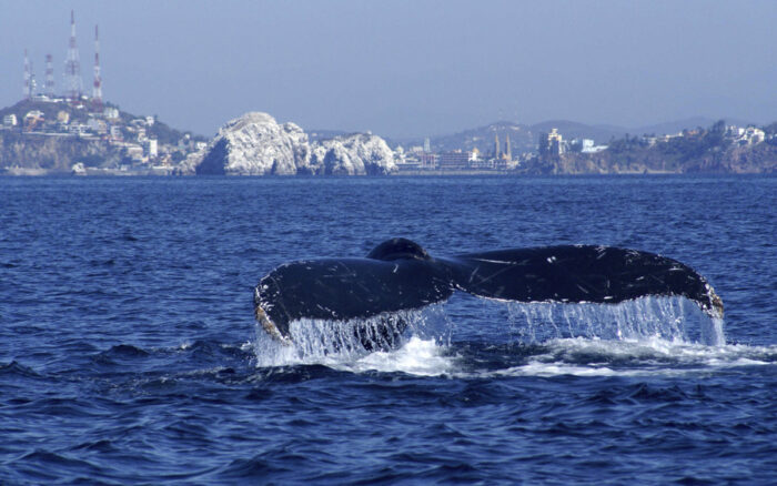 Insider's Perspective