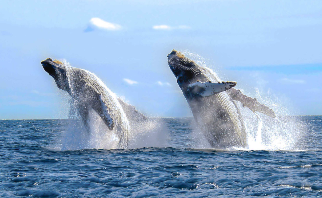 The Song of Giants: Whale Watching in Mexico