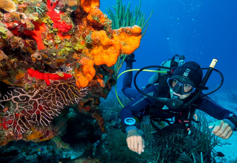 Diving in Cozumel: The Kingdom of Glass and Coral