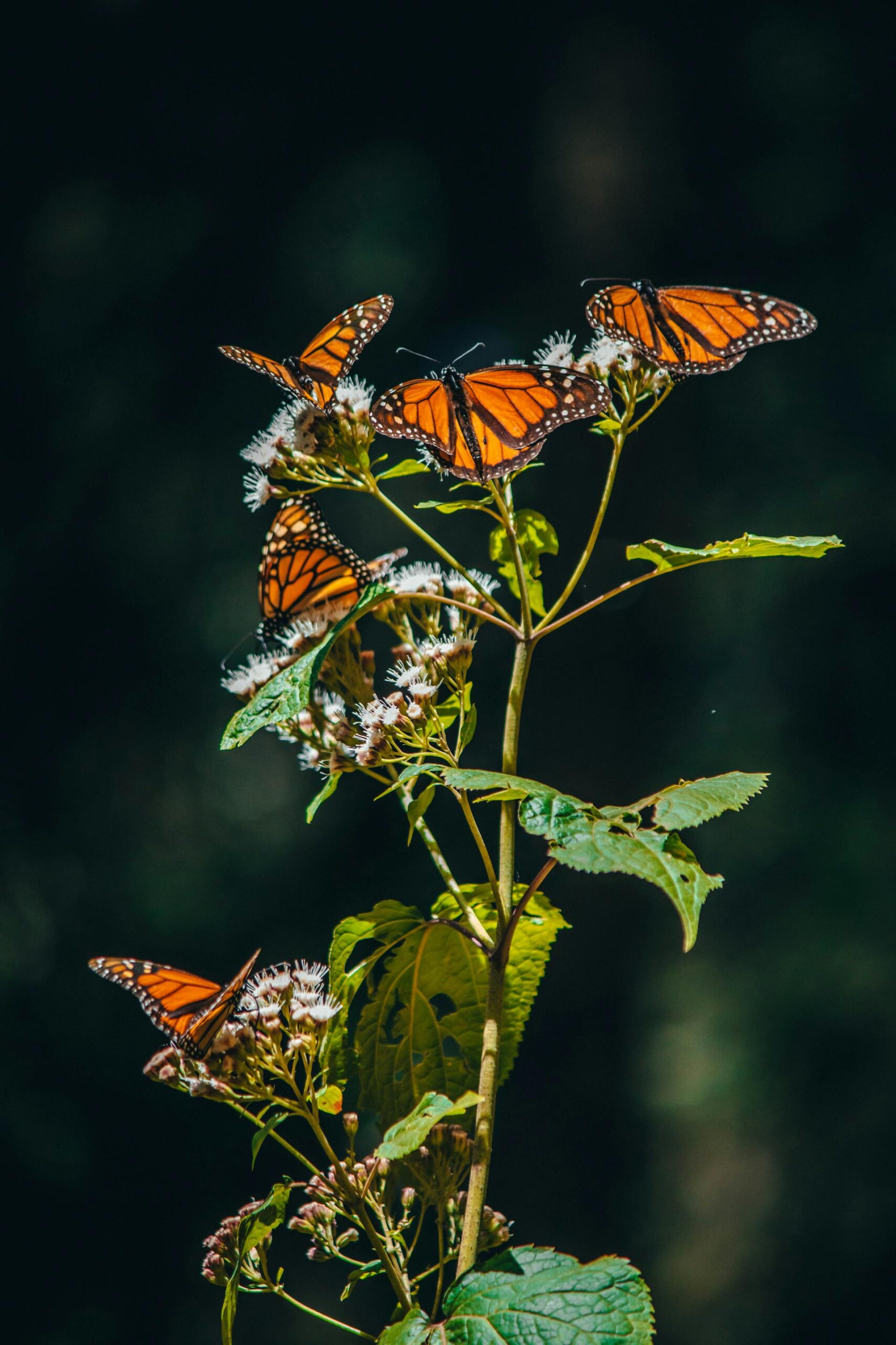 Monarch Butterfly Season