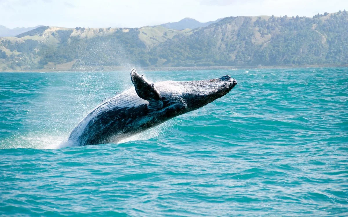 Whale watching in Mexico