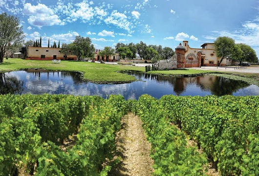  Visita los Viñedos Azteca