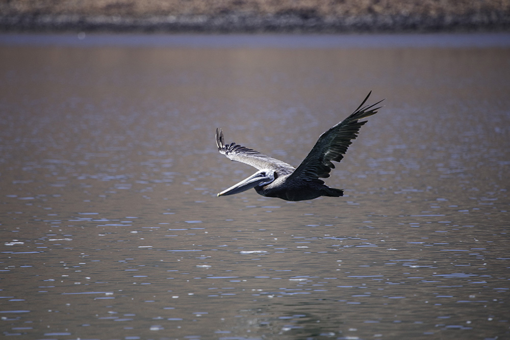 Reserva de la Biosfera Alto Golfo de California y Delta del Río Colorado