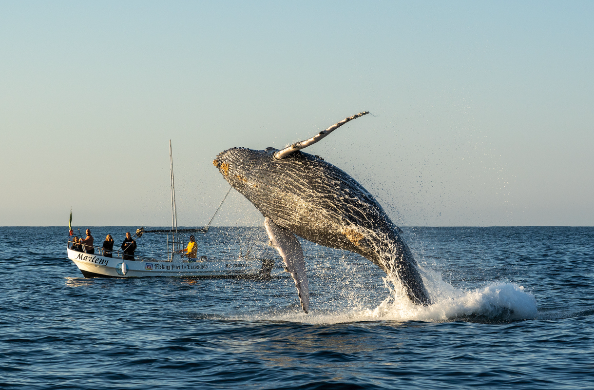 Avistamiento de Ballenas