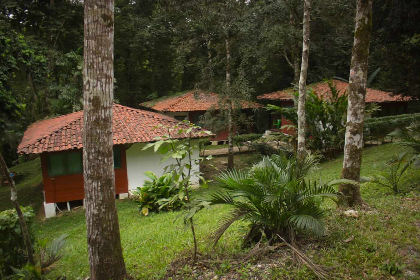Jungle Lodging