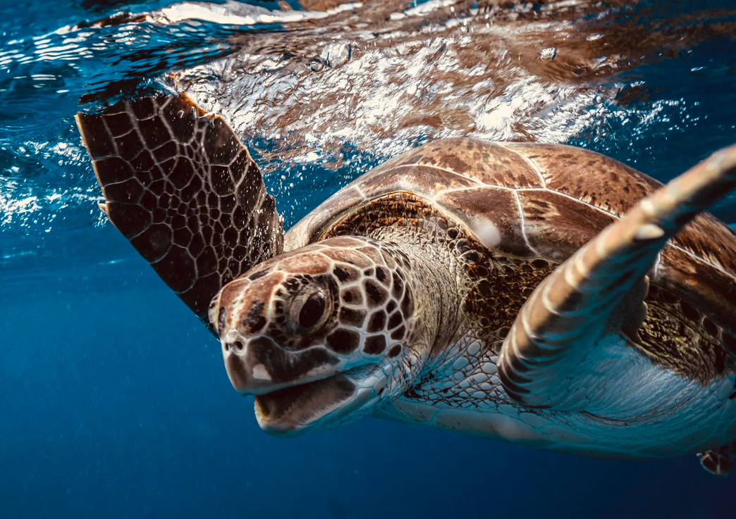 Sea Turtle Season