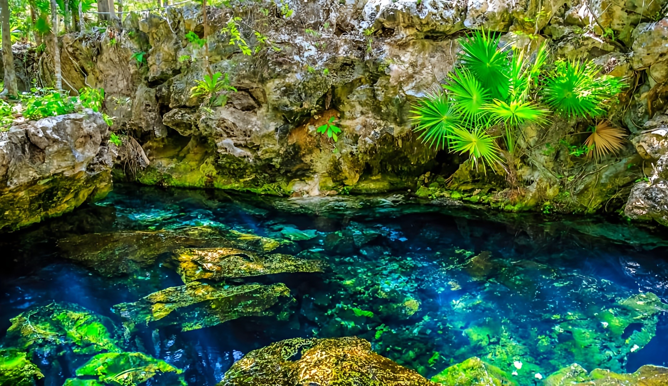 Cenotes of the Riviera Maya