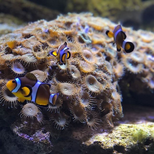Acuario Interactivo de Cancún 