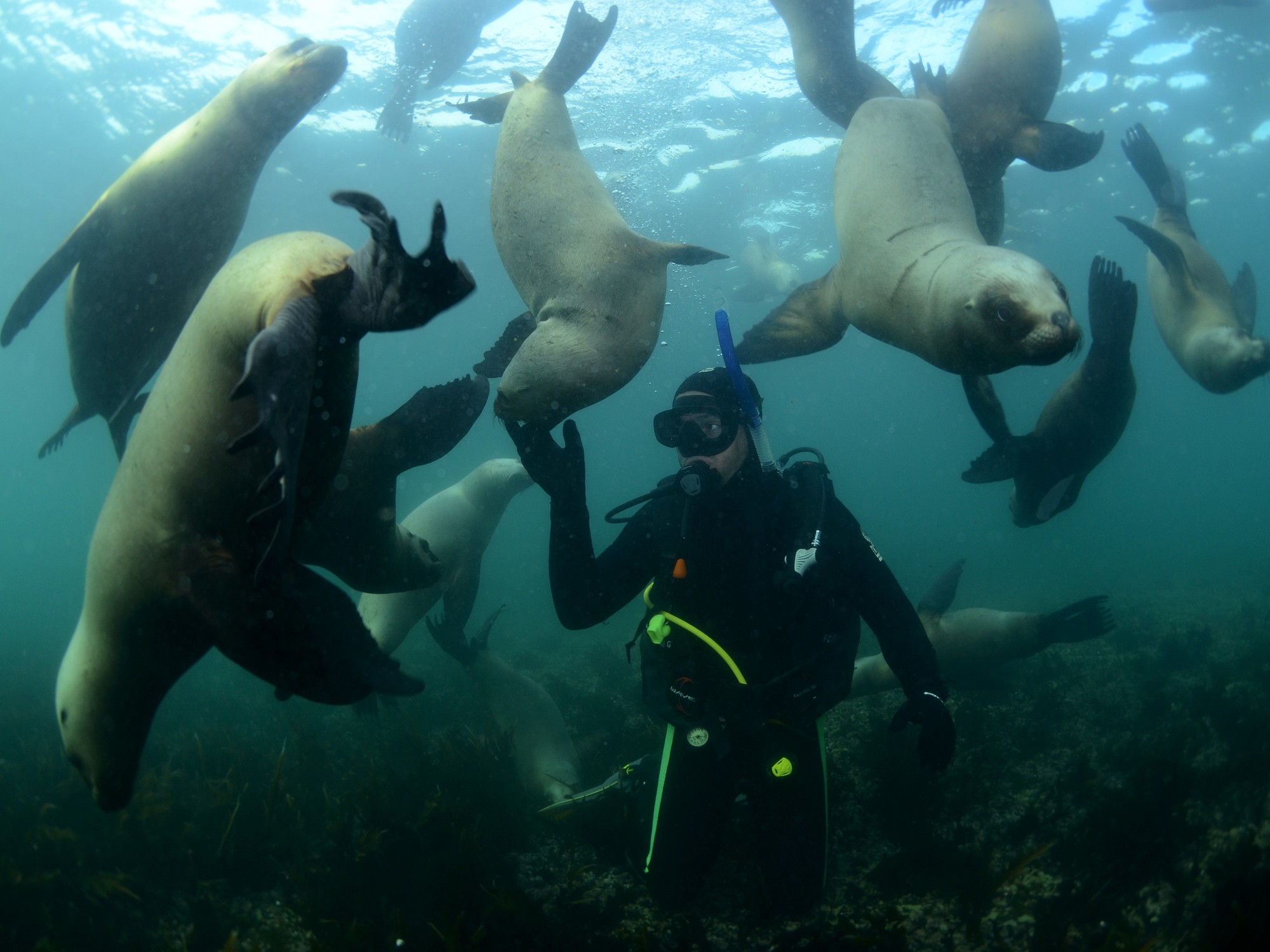 Swimming with Sea Lions in the Sea of Cortez