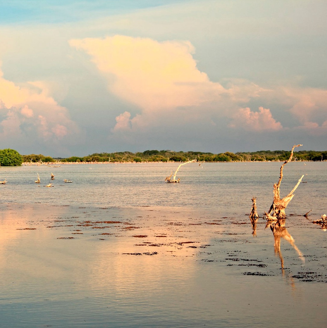 Reserva estatal El Palmar