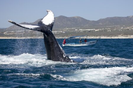 Avistamiento de ballenas